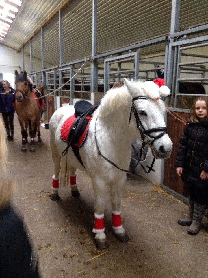 Anden særlig race Tulle. <3 meget savnet :,( billede 7