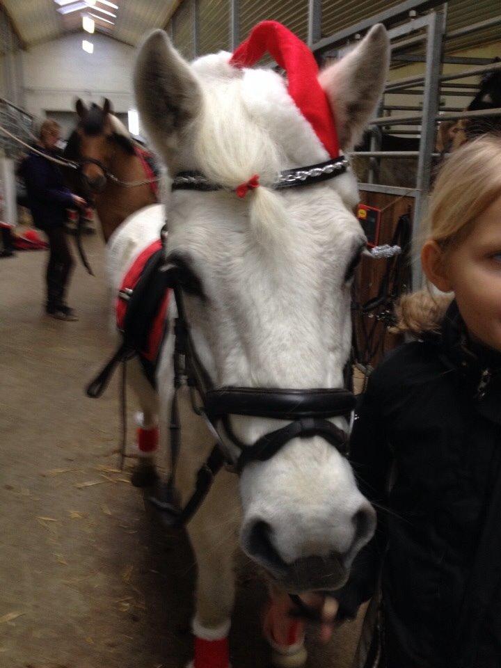 Anden særlig race Tulle. <3 meget savnet :,( billede 9