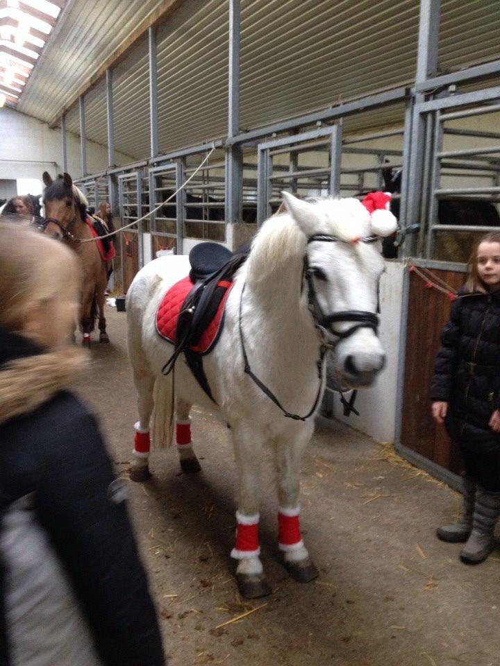 Anden særlig race Tulle. <3 meget savnet :,( billede 15