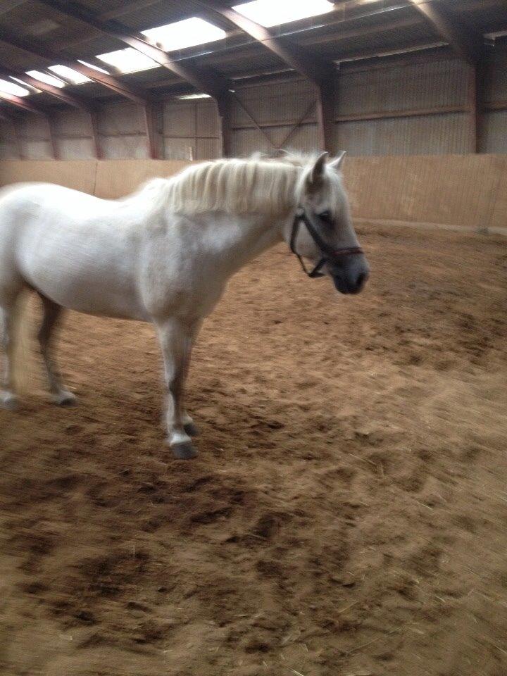 Anden særlig race Tulle. <3 meget savnet :,( billede 16