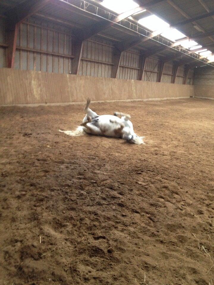 Anden særlig race Tulle. <3 meget savnet :,( billede 17