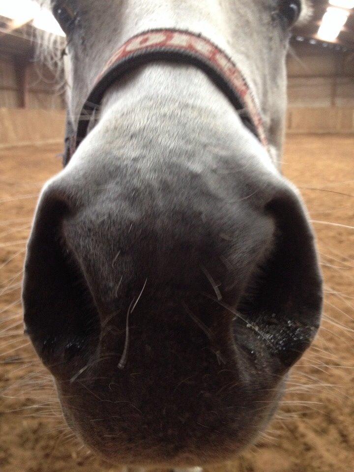 Anden særlig race Tulle. <3 meget savnet :,( billede 18