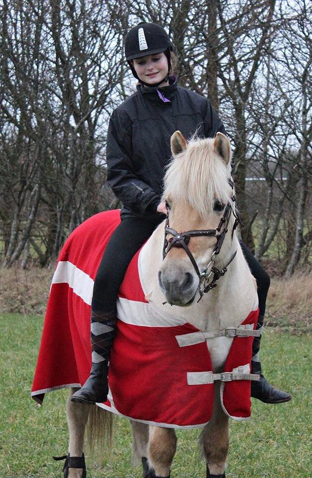 Fjordhest Vængets Mirabel billede 2