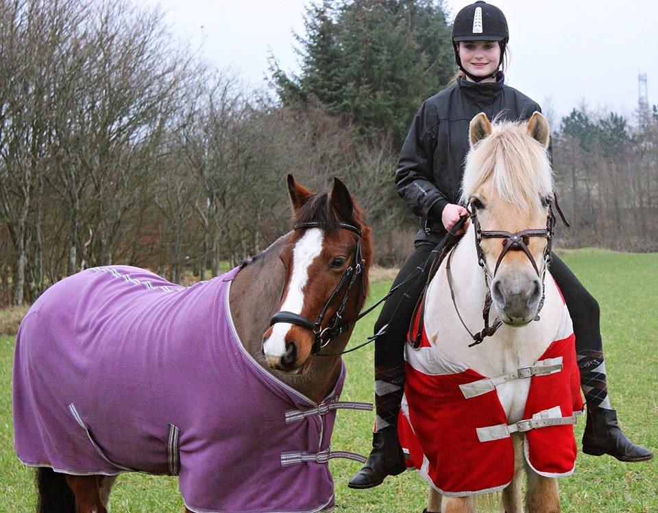 Fjordhest Vængets Mirabel billede 3