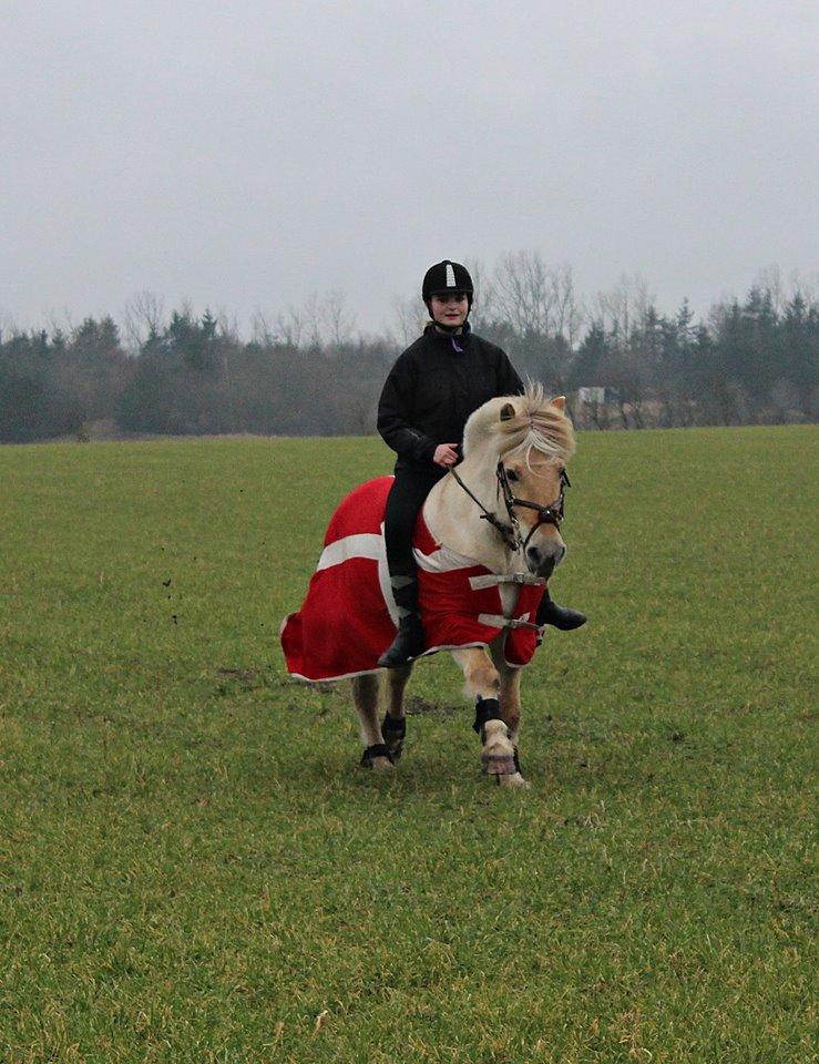 Fjordhest Vængets Mirabel billede 4
