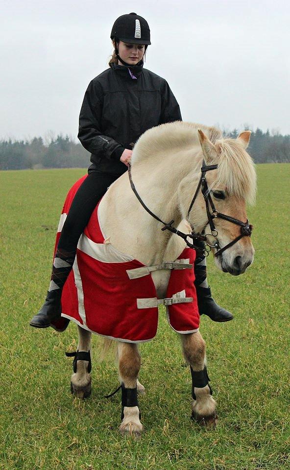 Fjordhest Vængets Mirabel billede 5