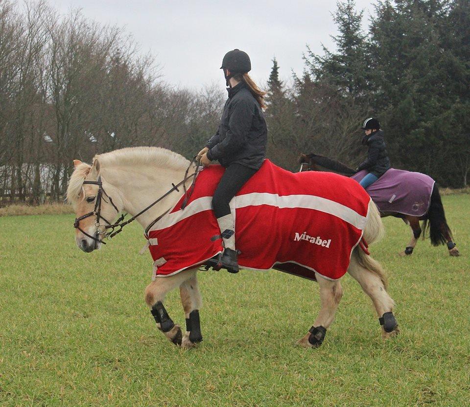 Fjordhest Vængets Mirabel billede 6