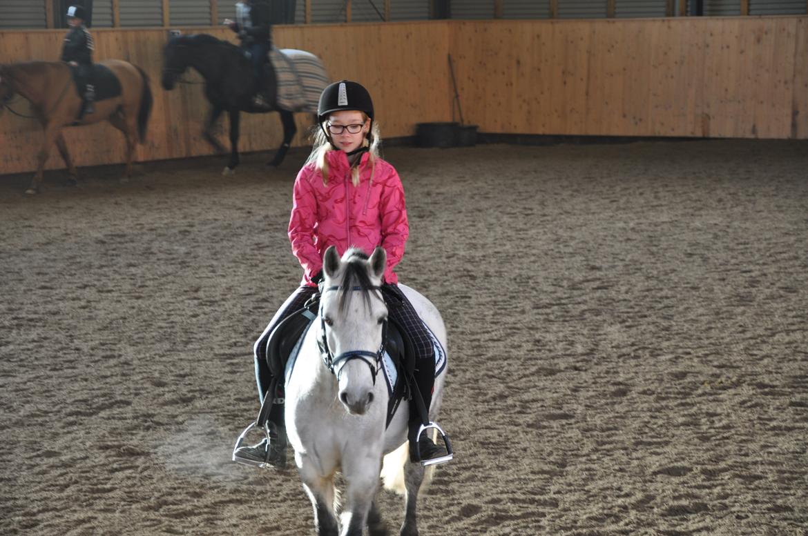 Welsh Pony (sec B) Dustin ~Bedste ven~ - Den ''officielle'' prøve dag, hyggelig dag i stalden med yndlings ponyen billede 2