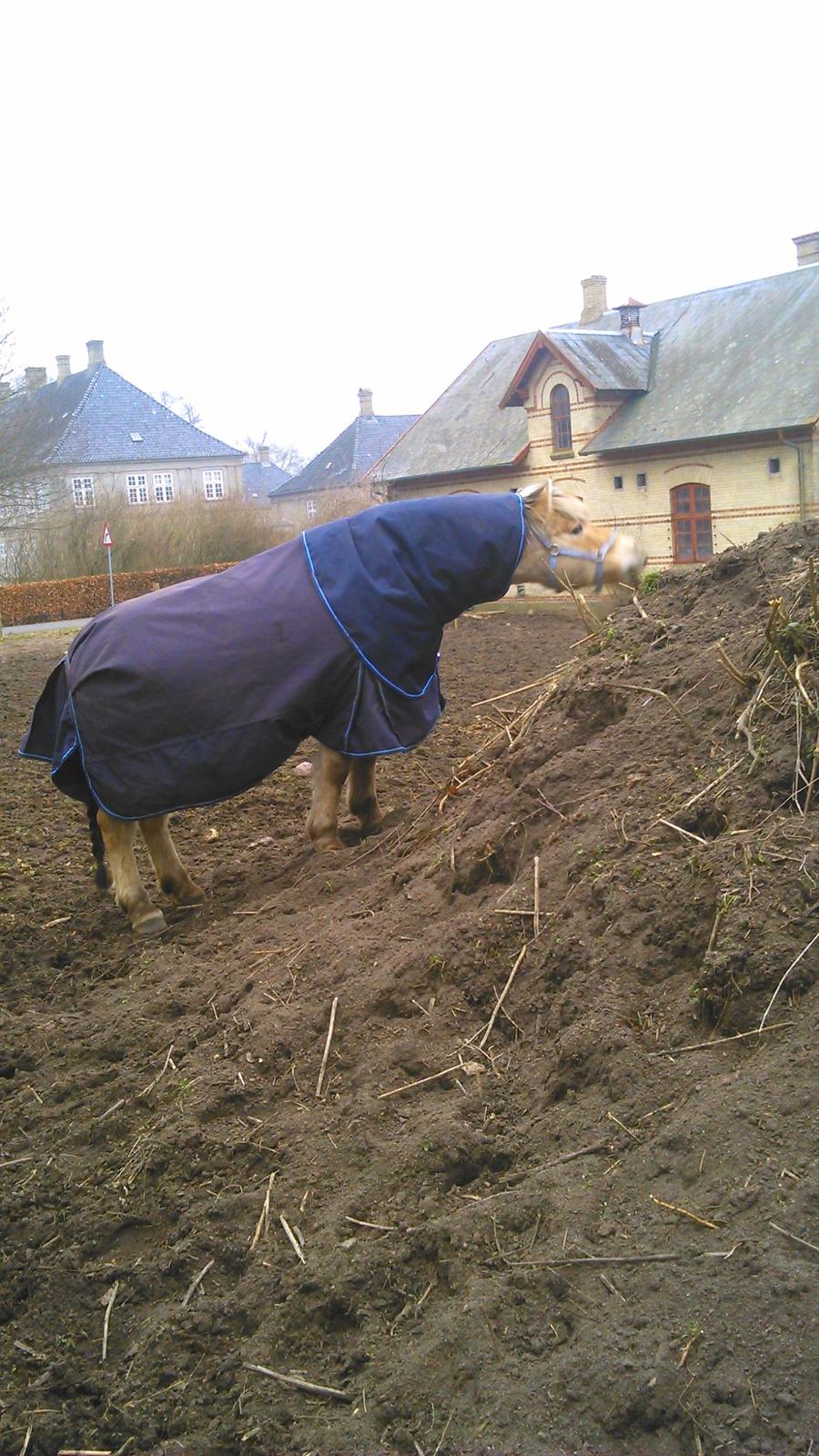 Fjordhest Ronni tidliger hest billede 9