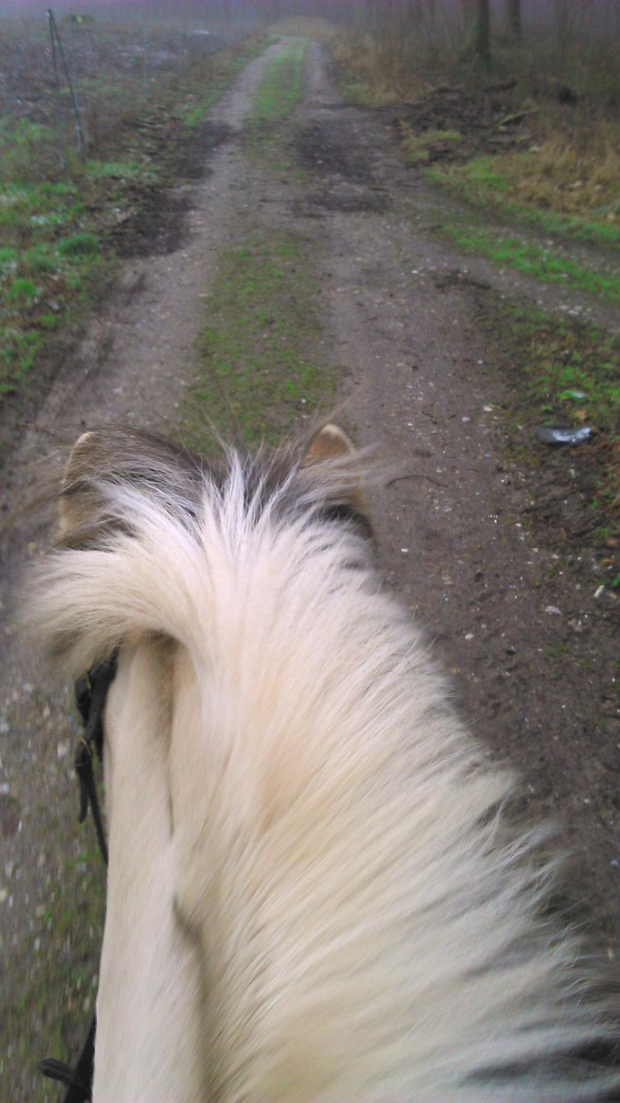 Fjordhest Ronni tidliger hest billede 14