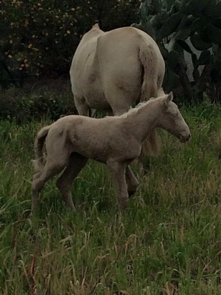 Lusitano Luzidia billede 2