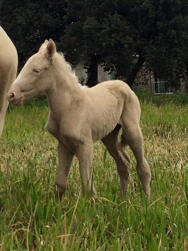 Lusitano Luzidia billede 3