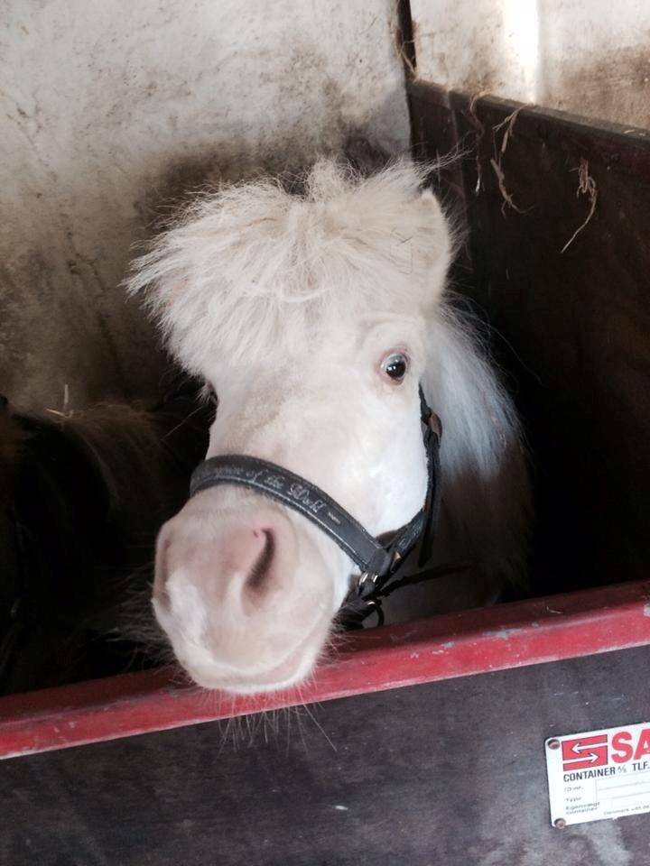 Amerikansk Miniature Marielund's Incredible *AVLSHINGST* billede 27