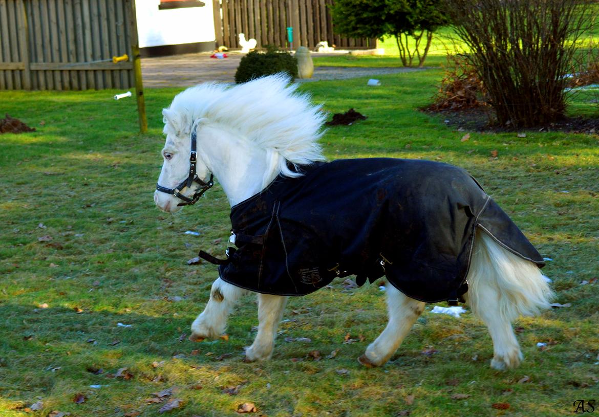 Amerikansk Miniature Marielund's Incredible *AVLSHINGST* billede 16