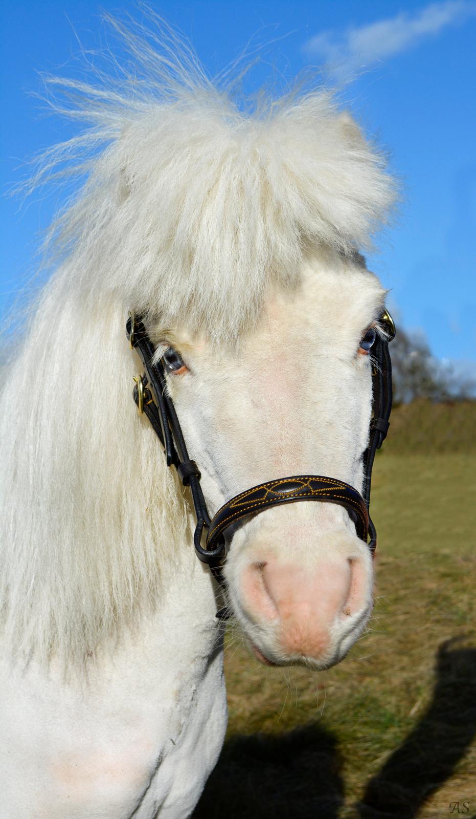 Amerikansk Miniature Marielund's Incredible *AVLSHINGST* billede 4