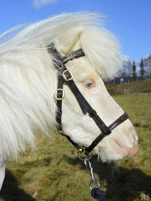 Amerikansk Miniature Marielund's Incredible *AVLSHINGST* billede 10