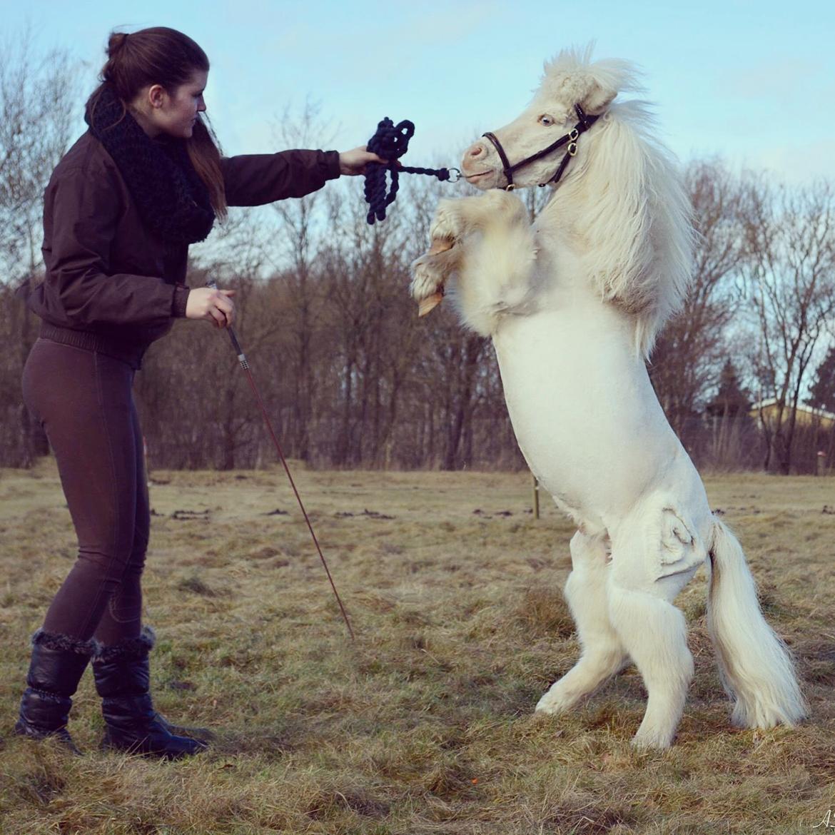 Amerikansk Miniature Marielund's Incredible *AVLSHINGST* billede 6