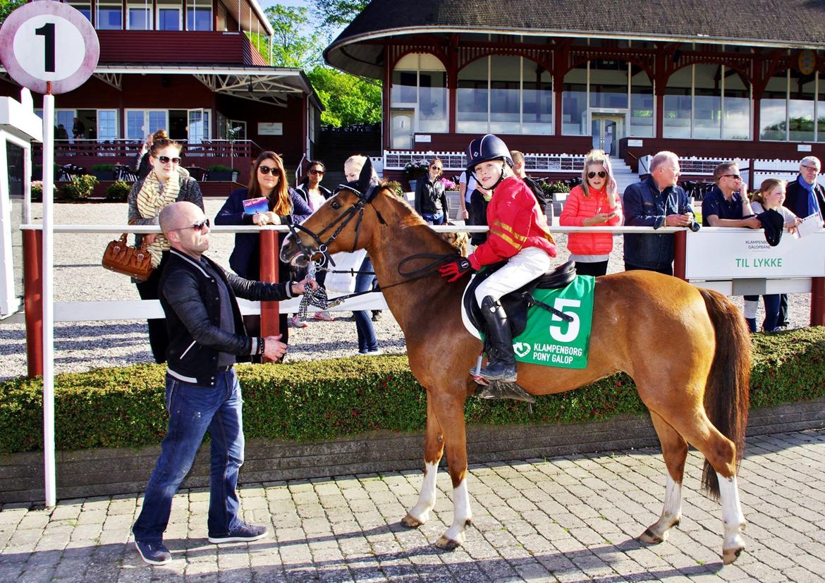 Svensk Sportspony  Puma (solgt :'(<3 billede 21