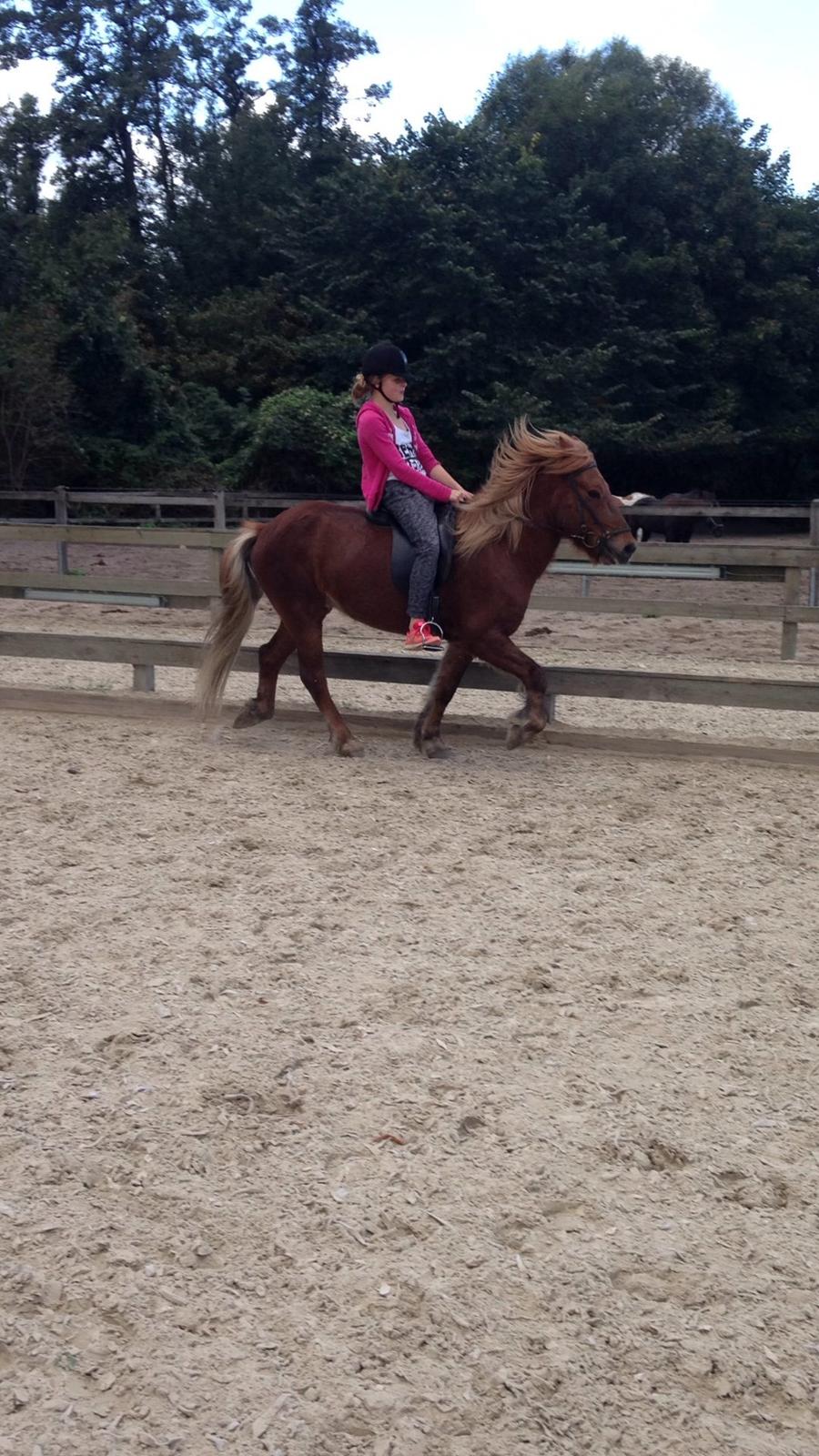 Islænder Funi  Fra Holløse billede 1