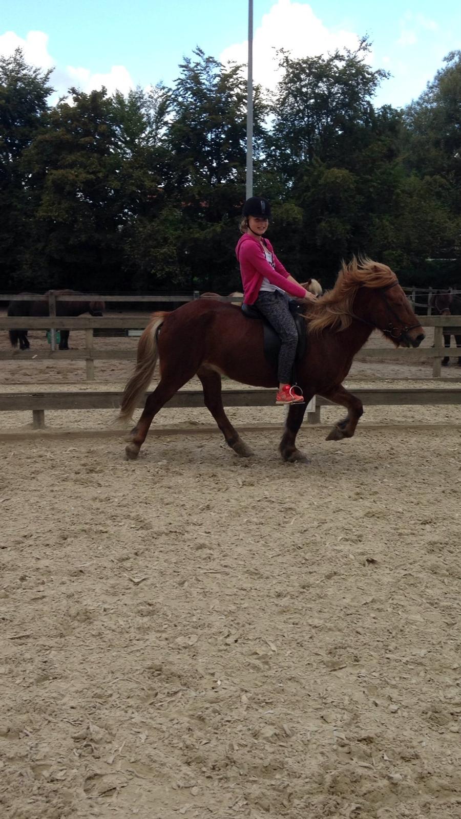 Islænder Funi  Fra Holløse billede 2