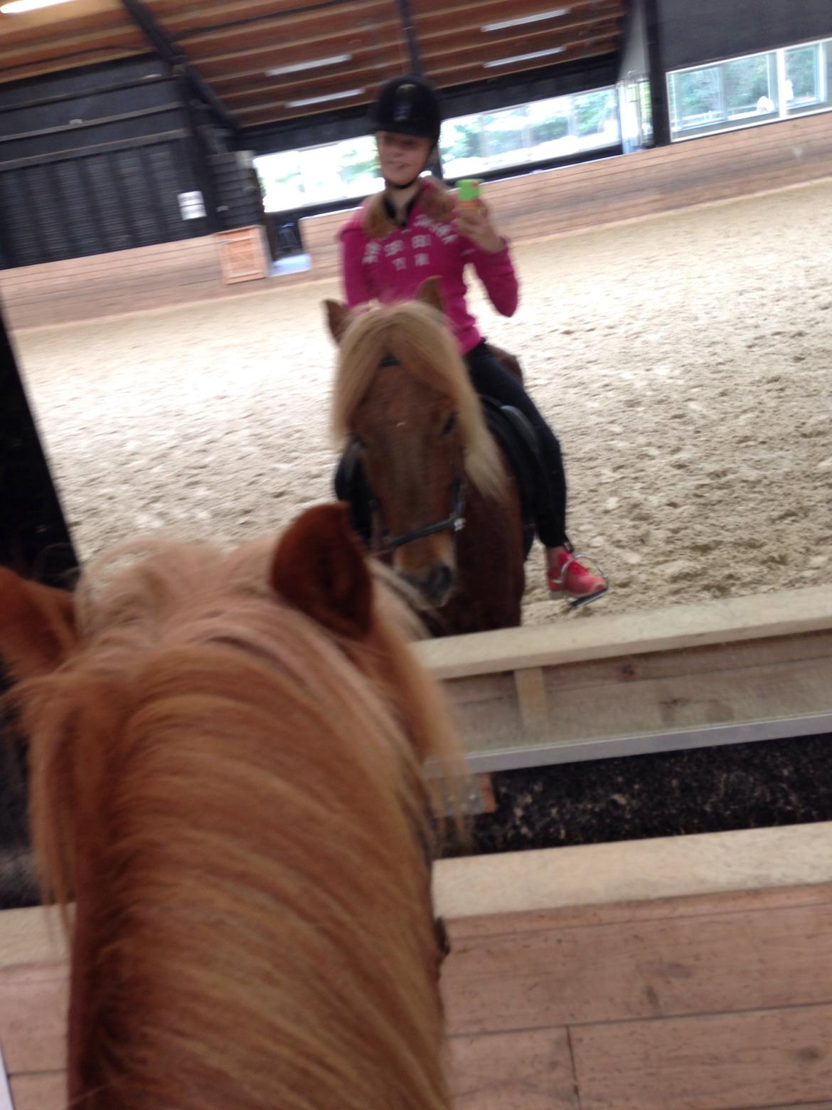 Islænder Funi  Fra Holløse billede 3