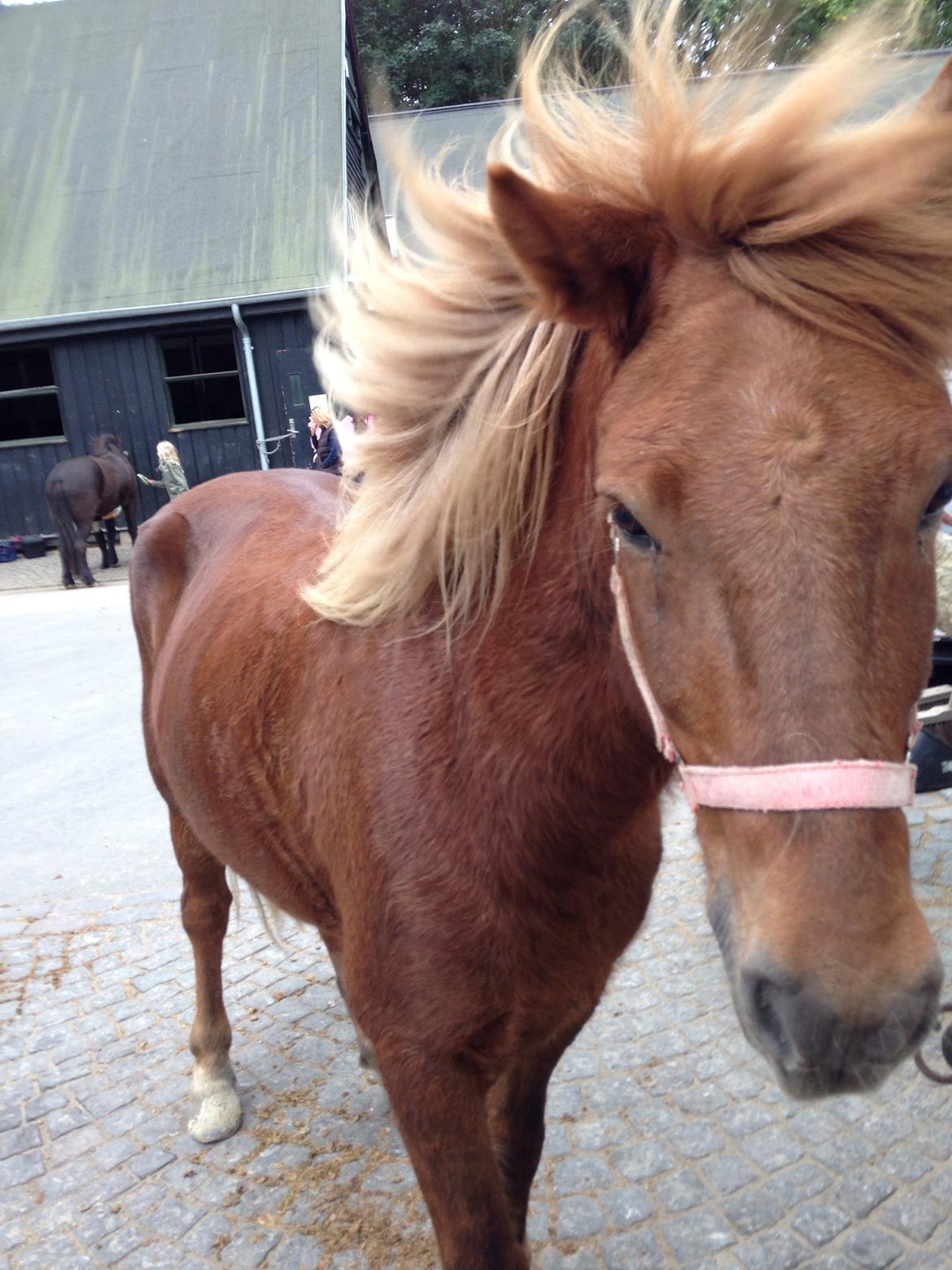 Islænder Funi  Fra Holløse billede 4
