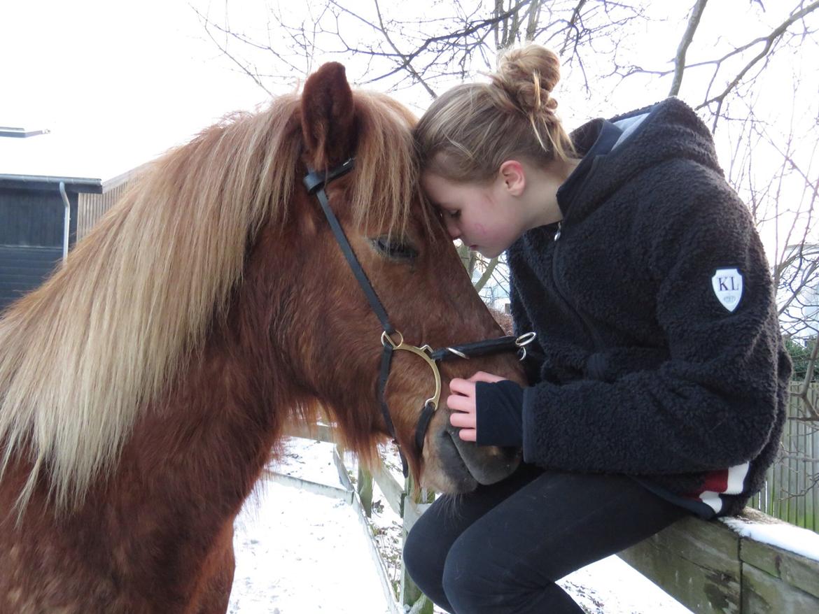 Islænder Funi  Fra Holløse billede 5