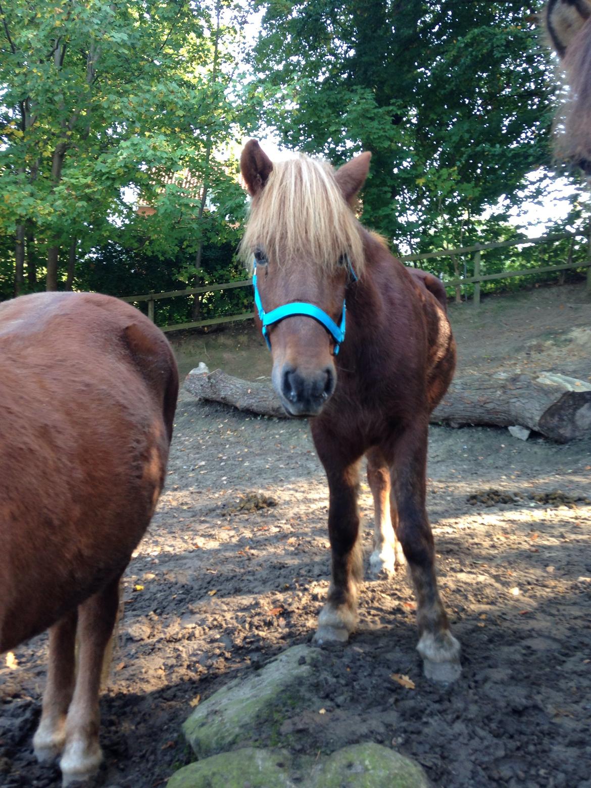 Islænder Funi  Fra Holløse billede 7