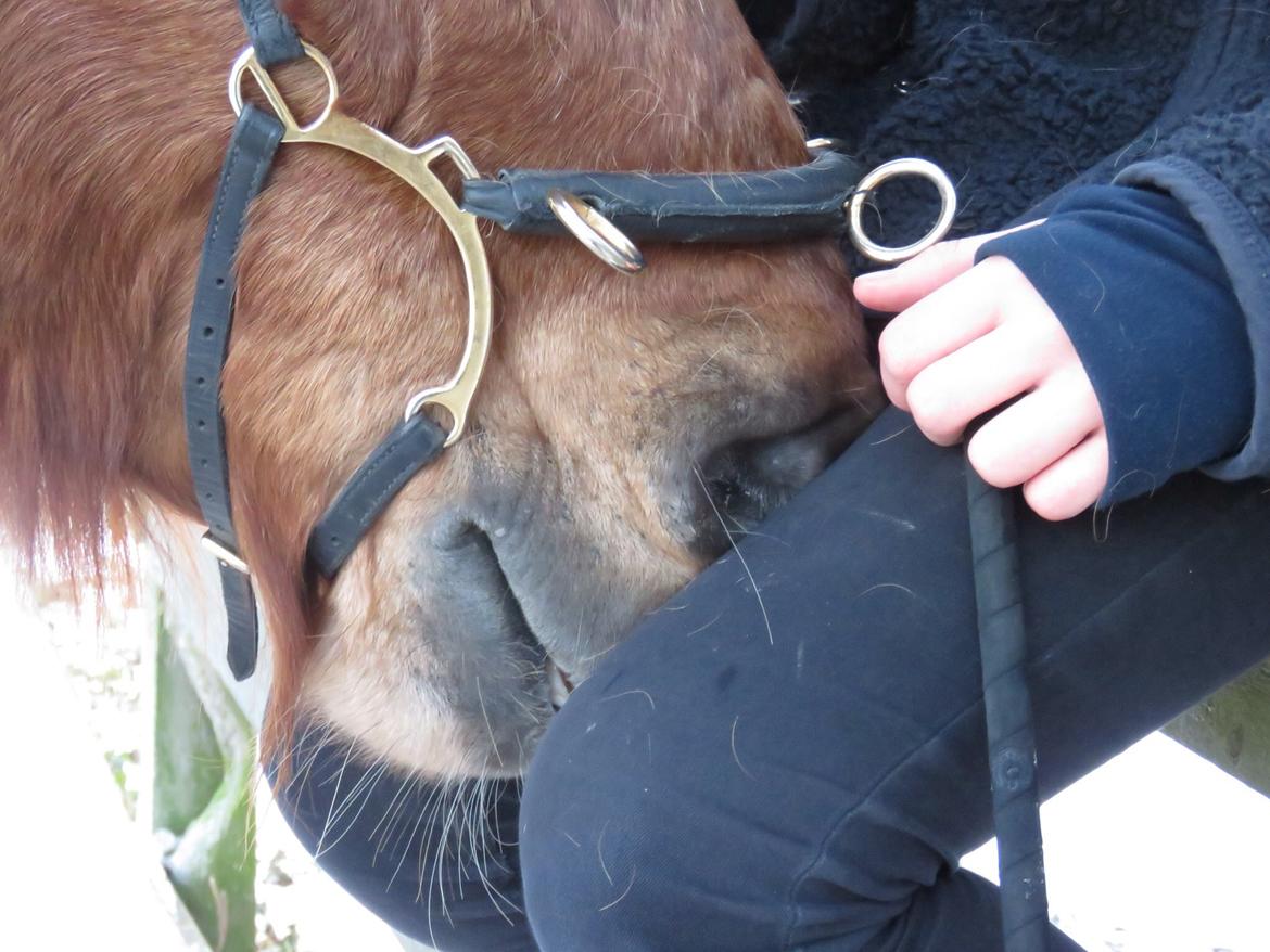 Islænder Funi  Fra Holløse billede 6