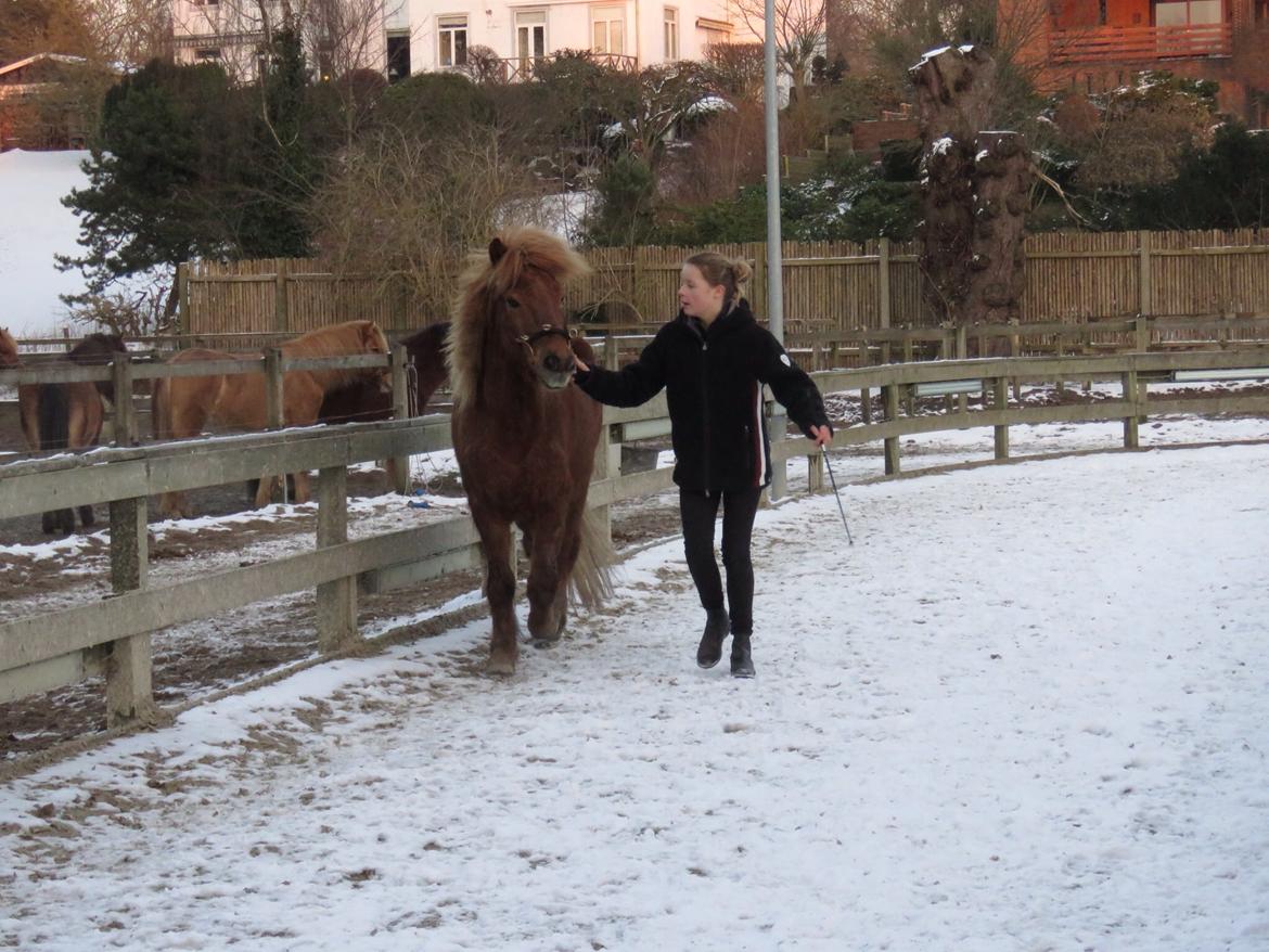 Islænder Funi  Fra Holløse billede 8
