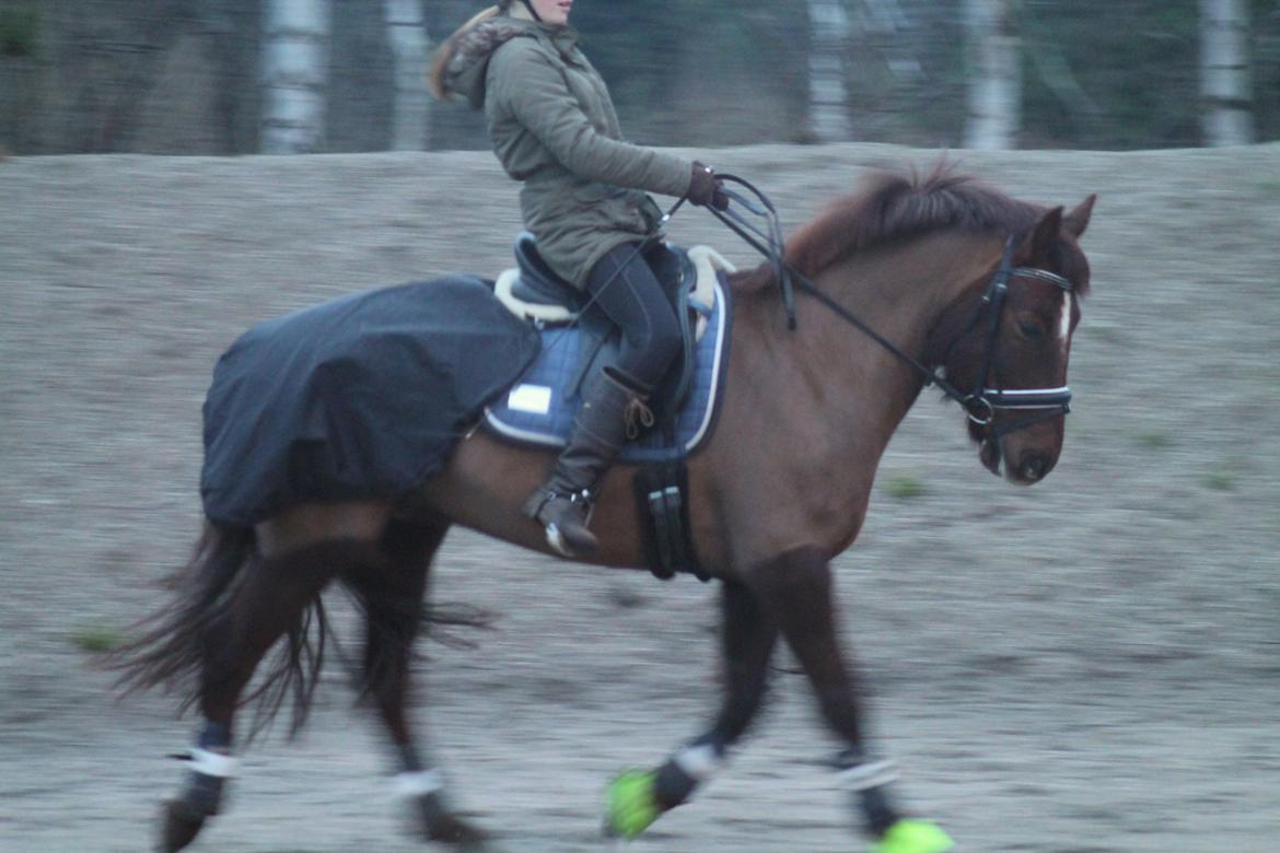 Connemara Quiva <3 - Træning d. 13/1-15 :) billede 30