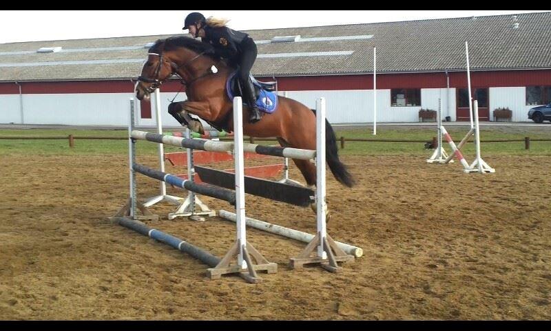 Irsk Sportspony Knockcullen Lass | B-pony | - Min stjerne<3  billede 11