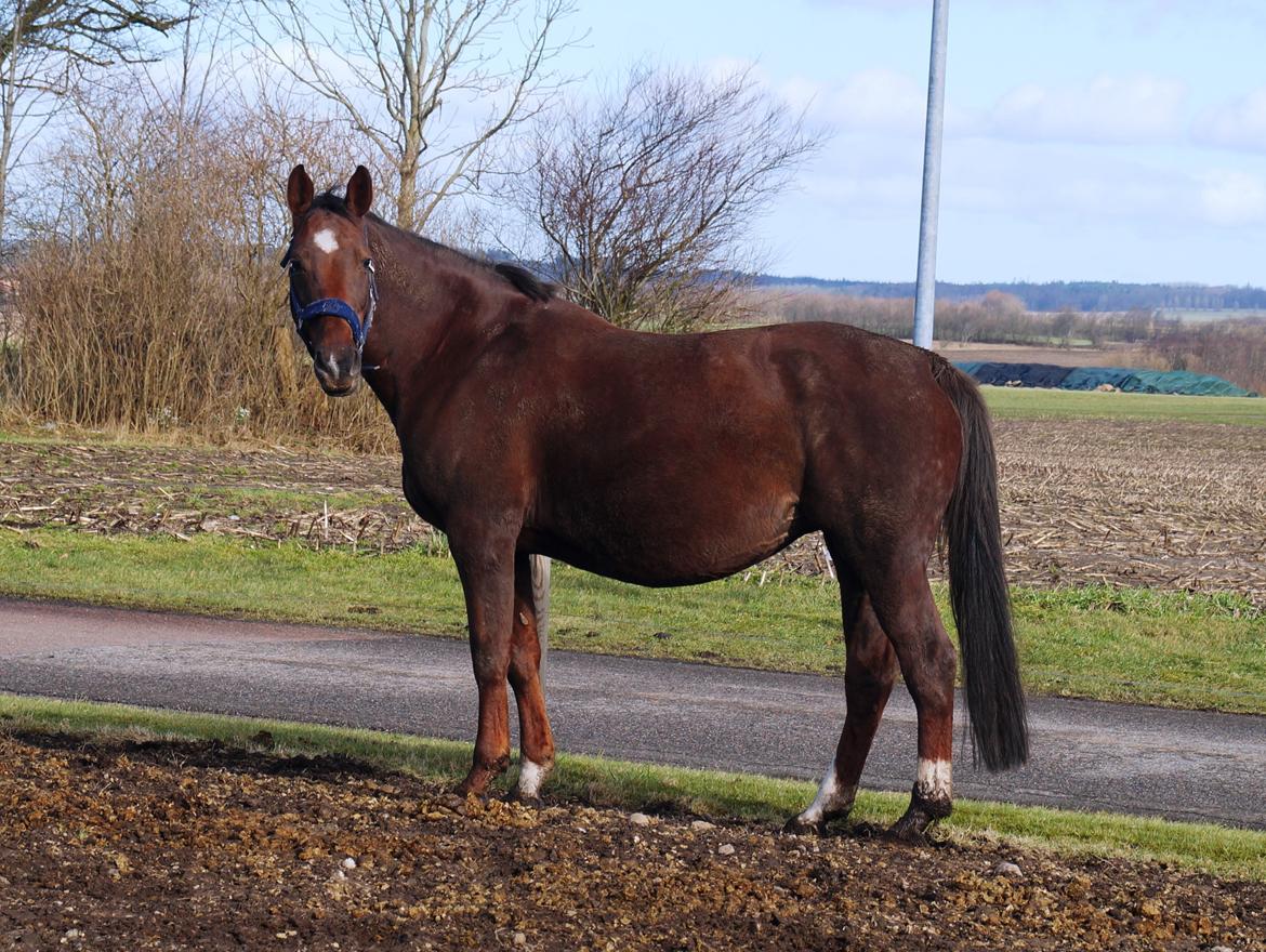 Holstener Gørklintgårds Online billede 15