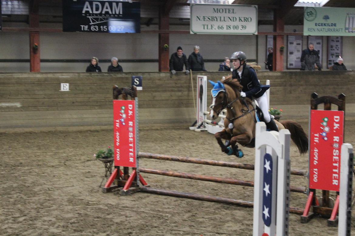 Tysk Sportspony Duchess [Heidi Vinderpony!] Solgt - Vores debut distriktstævne (C-stævne) <3 billede 1