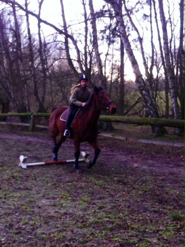 Traver Magic one - Hesten man ikke kunne få over en bom, traver her over en!  billede 3