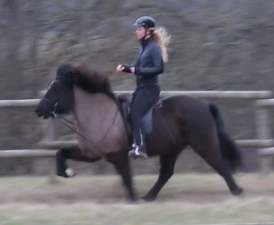 Islænder Máni fra Sigersberg billede 2