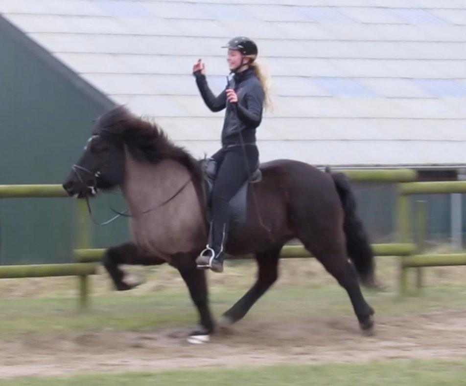 Islænder Máni fra Sigersberg billede 3