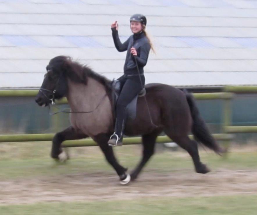 Islænder Máni fra Sigersberg billede 4