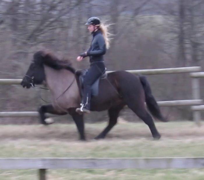 Islænder Máni fra Sigersberg billede 5