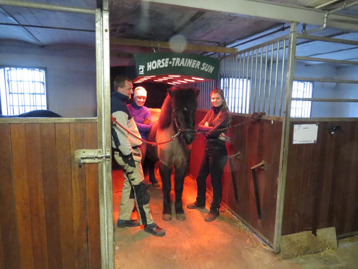 Islænder Máni fra Sigersberg billede 6