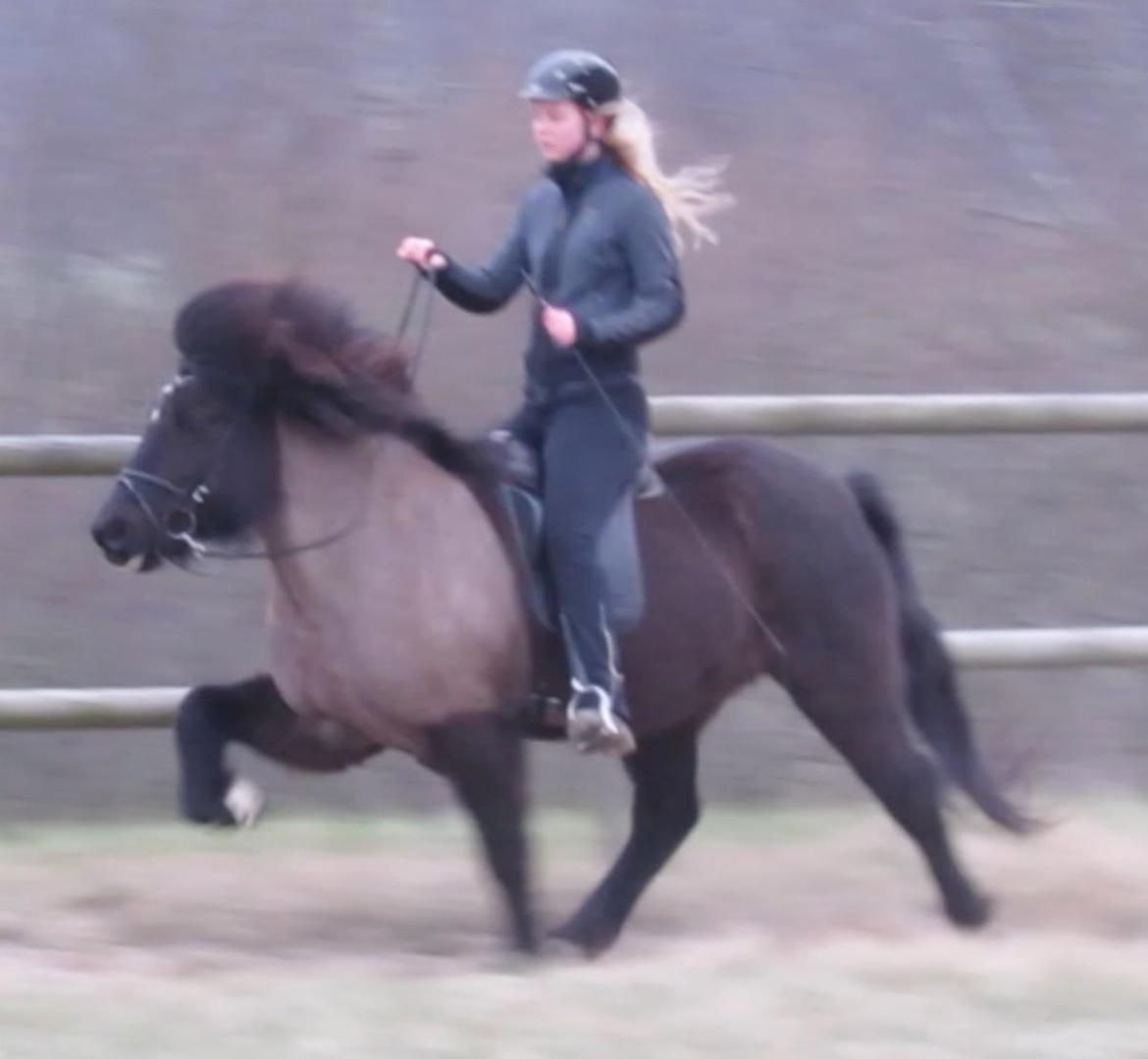 Islænder Máni fra Sigersberg billede 1