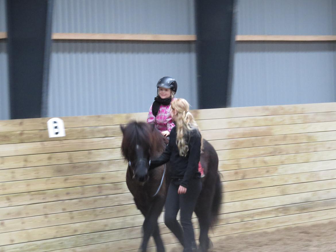 Islænder Máni fra Sigersberg billede 7