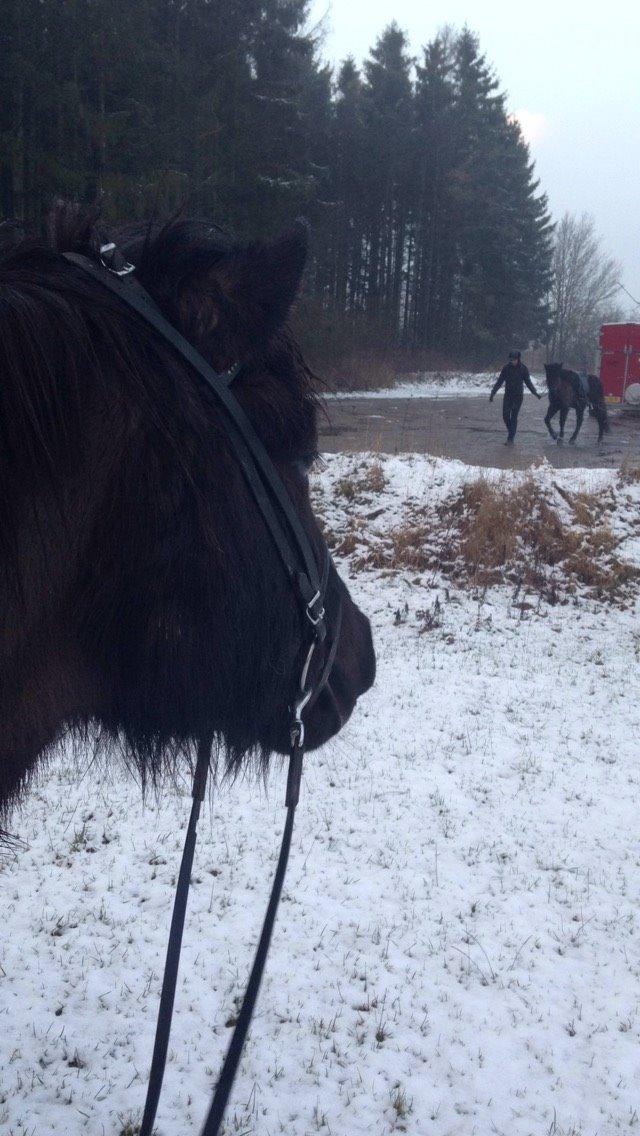 Islænder Máni fra Sigersberg billede 8
