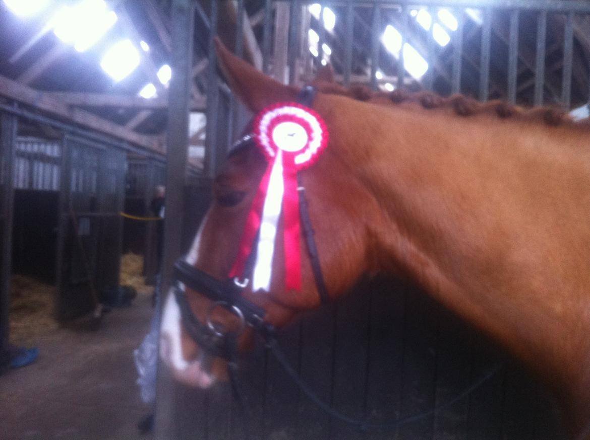 Dansk Varmblod Lindegaardens Zafir  billede 22