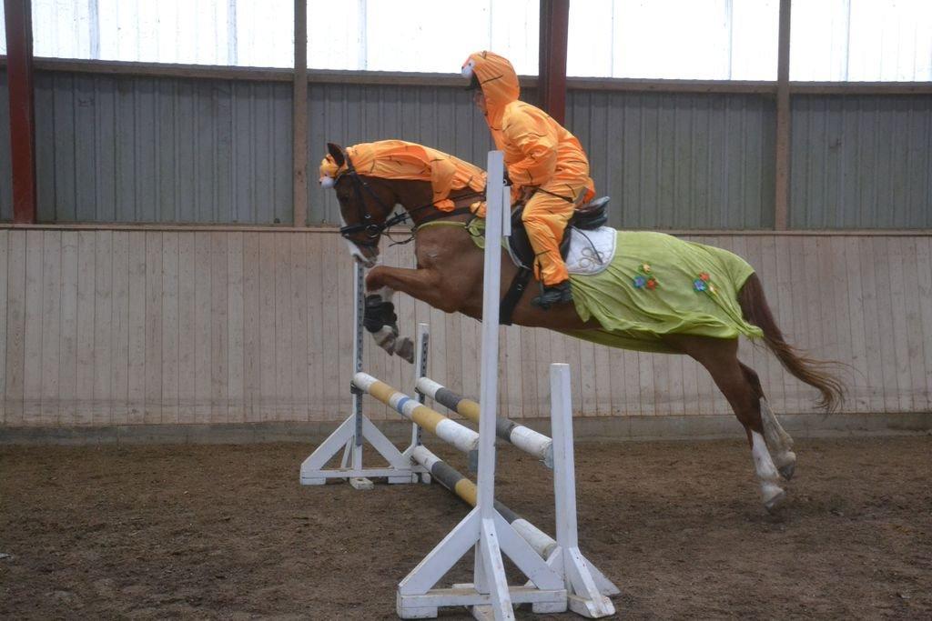 Dansk Varmblod Lindegaardens Zafir  billede 23