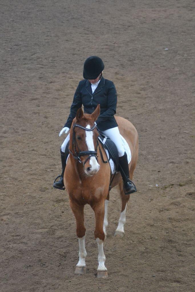 Dansk Varmblod Lindegaardens Zafir  billede 24