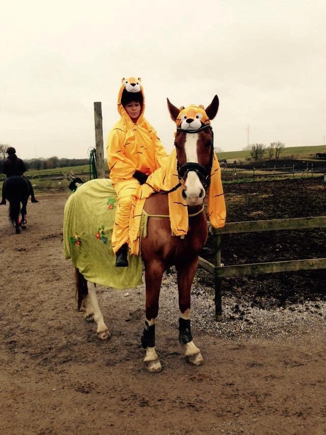 Dansk Varmblod Lindegaardens Zafir  billede 25