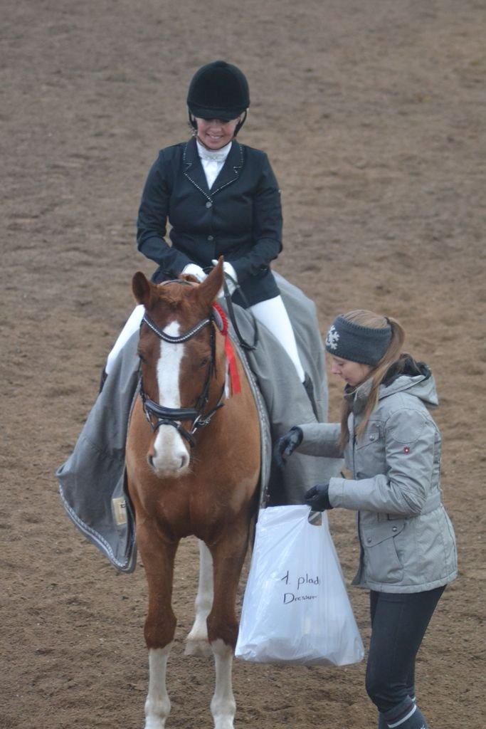 Dansk Varmblod Lindegaardens Zafir  billede 26