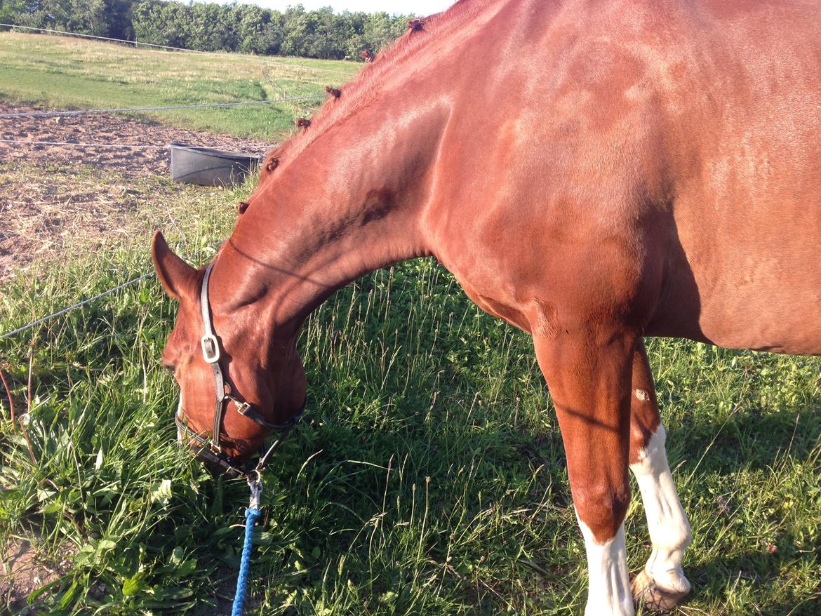 Dansk Varmblod Lindegaardens Zafir  billede 29