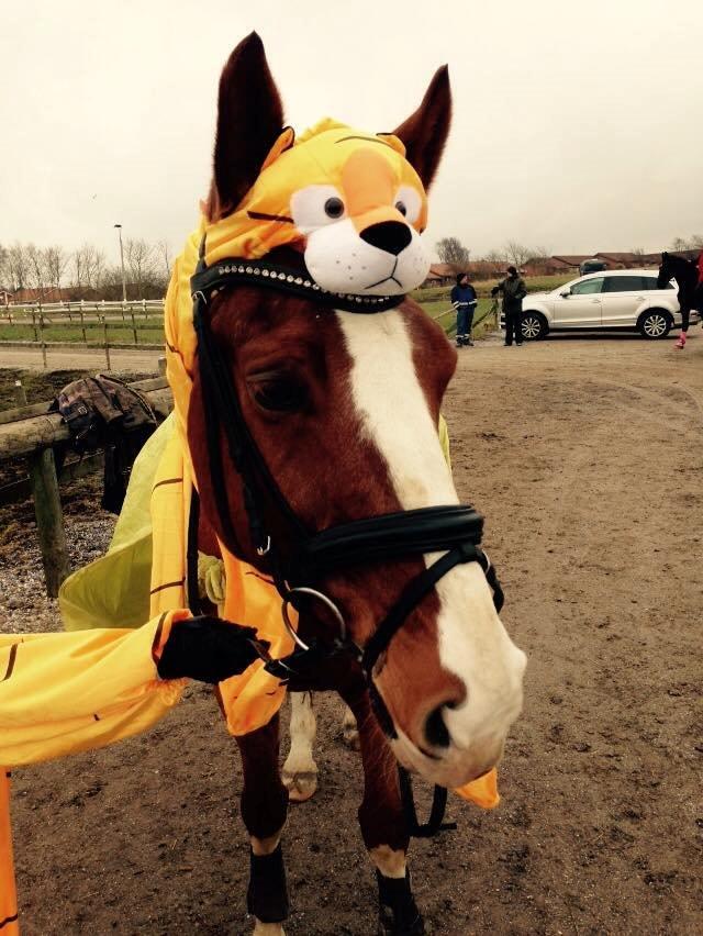Dansk Varmblod Lindegaardens Zafir  billede 27